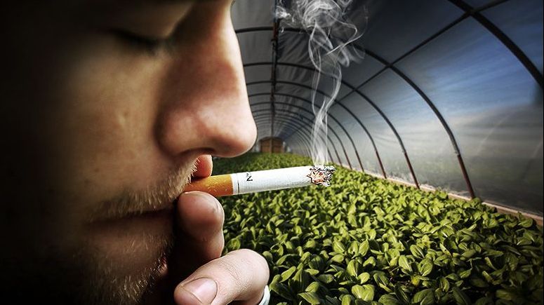 Planta care absoarbe fumul de țigară din casă