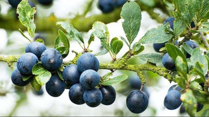 Acest arbust creşte peste tot în România. Fructele lui sunt adevărate minuni. Iată cum se consumă