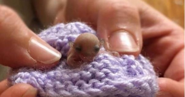 Au găsit în pădure această creatură stranie. Abia când a crescut au văzut ce era de fapt