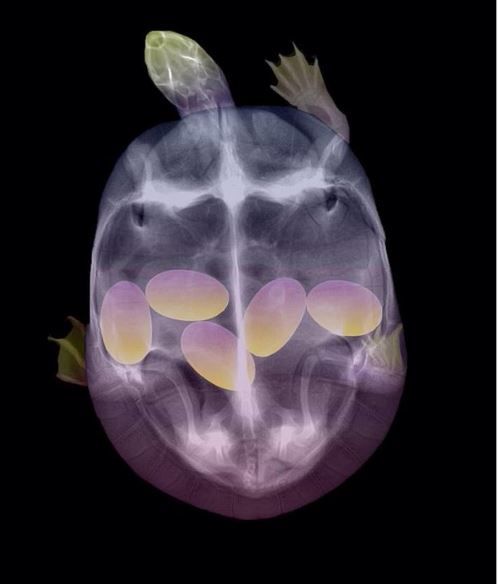 Cele mai amuzante ecografii de sarcină. Cum arată puii animalelor de companie