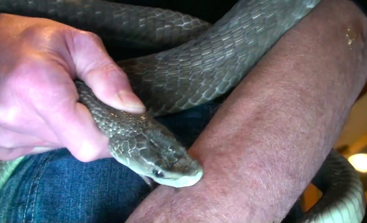 Şi-a înjectat venin de viperă în sânge vreme de 20 de ani. Apoi, şi-a făcut analizele. A ÎNCREMENIT