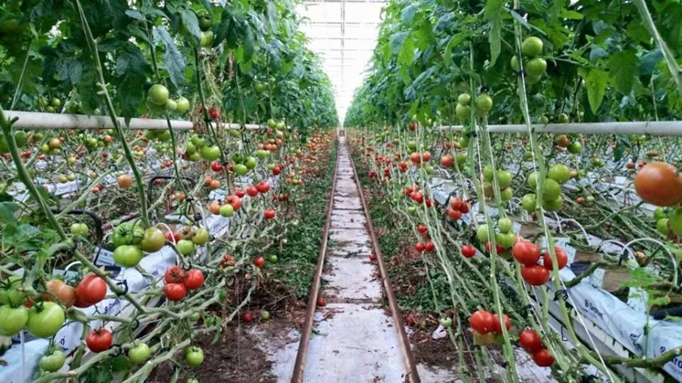 Agricultura românească, de la tradiţional la high-tech