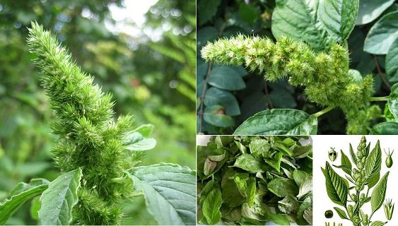 Creşte peste tot în România şi opreşte dezvoltarea tumorilor, dar e considerată "buruiană"