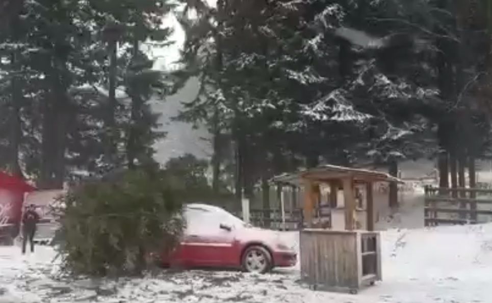 Trafic de coşmar pe Valea Prahovei, din cauza zăpezii. Zeci de maşini blocate, copaci căzuţi