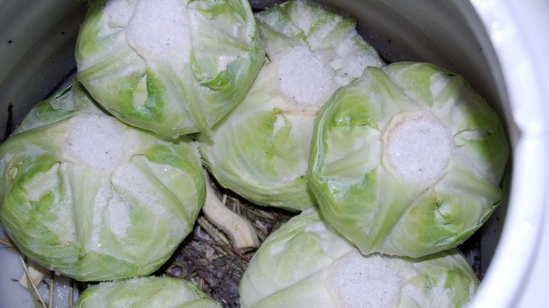  Greşeala pe care o facem toţi, an de an, când punem varză la murat. Când trebuie preparată 
