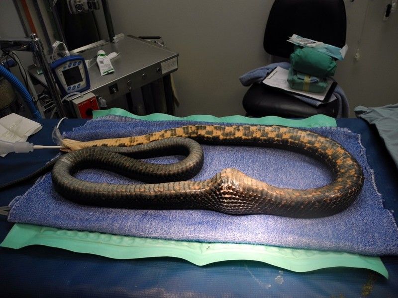 Au găsit un şarpe cu burta umflată. O radiografie a arătat adevărul - e şocant