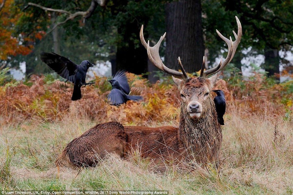 O fotografie din Bran, într-un concurs internaţional. Imaginile spectaculoase din competiţie