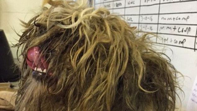 Au găsit un câine într-o stare deplorabilă: abia mai putea merge. Cum s-a transformat