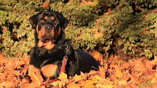 Luna noiembrie, una neobişnuit de caldă pentru această perioadă în SUA 