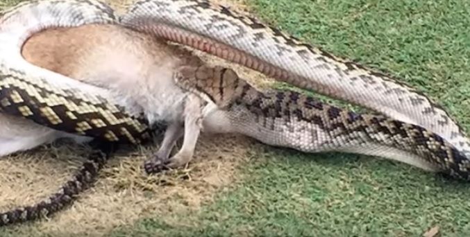 Scene incredibile pe un teren de golf. Un piton a mâncat un cangur în faţa sportivilor.Lumea, ŞOCATĂ