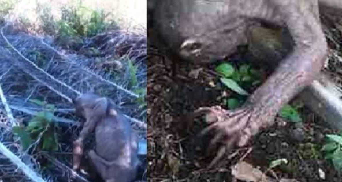 Au bătut creatura "extraterestră" cu bețe și pietre. Abia apoi au aflat ce este de fapt