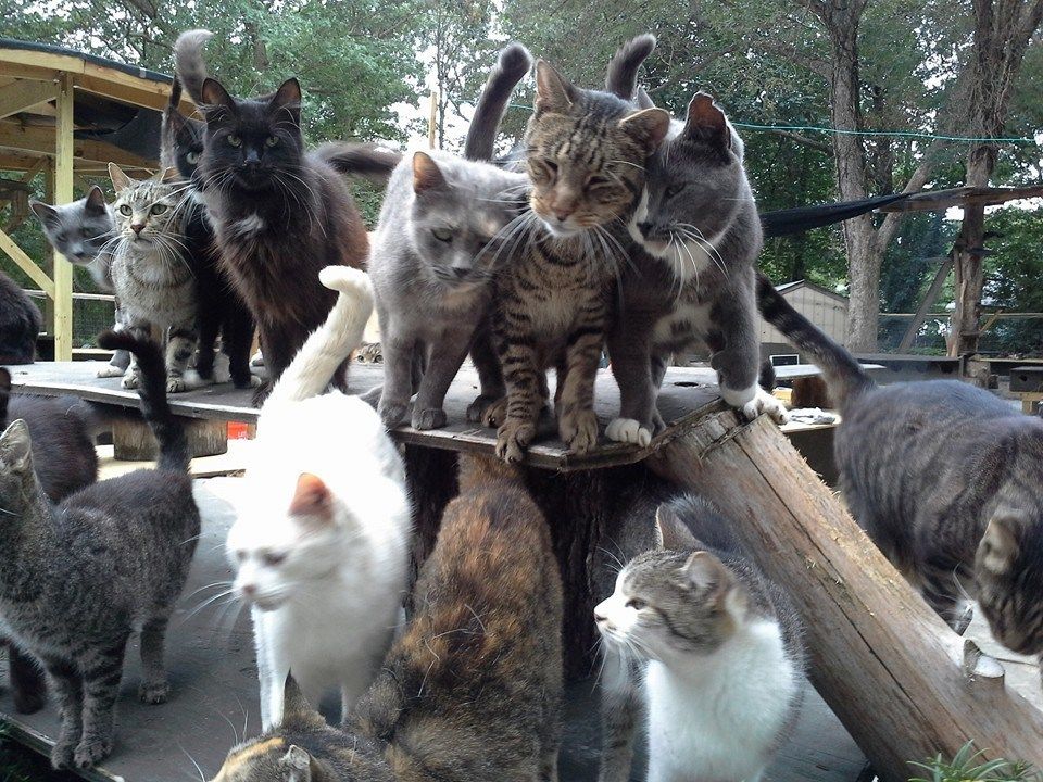 Un american şi-a transformat casa în adăpost pentru 300 de pisici