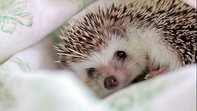 VIRAL Cum se relaxează aricii. Videoclipul vizualizat de peste 5 milioane de oameni