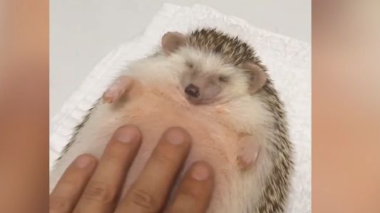 Cum se relaxează aricii. Viralul care a cucerit milioane de internauţi 