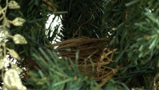 Miracolul din bradul de Crăciun. Ce a găsit o familie pe crengi după ce le-a împodobit