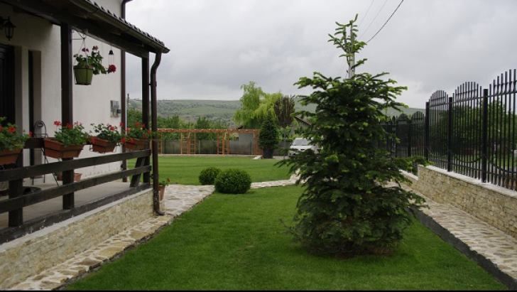 Ce se întâmplă dacă plantezi un brad în curte? Este mai rău decât credeai