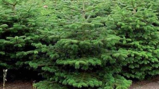 Oficial. 60 000 de brazi de Crăciun, puşi la vânzare. Care sunt preţurile de anul acesta