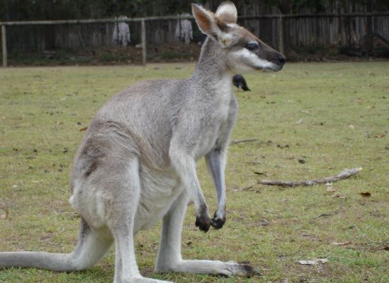 A lovit un cangur cu pumnul în faţă pentru a-şi salva câinele. Imaginile fac înconjurul lumii 