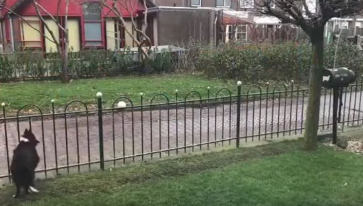 Cel mai inventiv câine din lume? Cum îi convinge pe trecători să se joace cu el - VIDEO