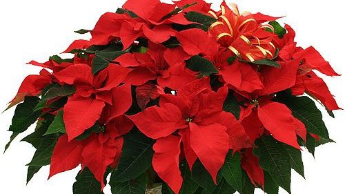 Crăciunița, floarea sărbătorilor de iarna: legende și mituri. Cum să avem grijă de această plantă miraculoasă