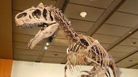 Scheletul unui dinozaur dispărut în urmă cu 135 de milioane de ani, vândut pentru 1,1 mil. euro