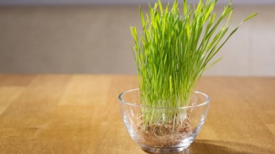 Cele mai bune leacuri cu iarbă de grâu. Previne infecţii şi tratează cancerul