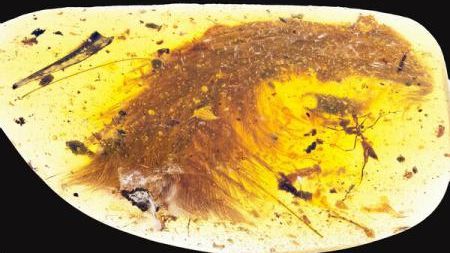 Descoperire din altă lume într-o bucată de chihlimbar