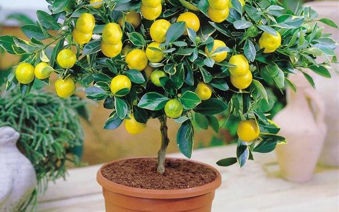 Cum să îngrijeşti lămâiul în ghiveci? Asta trebuie să faci ca să rodească
