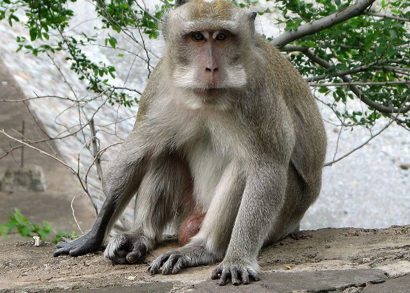 Descoperirea pe care au făcut-o cercetătorii despre macaci