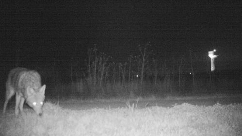 Au crezut că vor filma o pumă, dar când s-au uitat pe imagini au încremenit: "Am fost surprinşi"