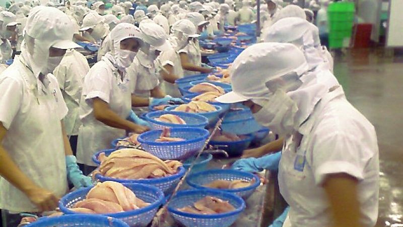 Adevărul despre pangasius. Mai mănânci de acum încolo?