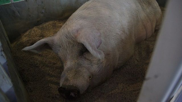 Au vrut să taie porcul, însă ce a urmat este şocant. Ce a făcut animalul?