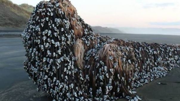 Ce era de fapt monstrul eșuat pe plajă. Localnicii nu au mai văzut așa ceva