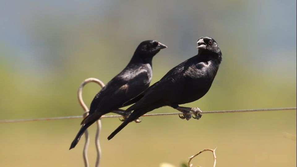 Ipoteză halucinantă: Unele păsări se pot comporta precum criminalii