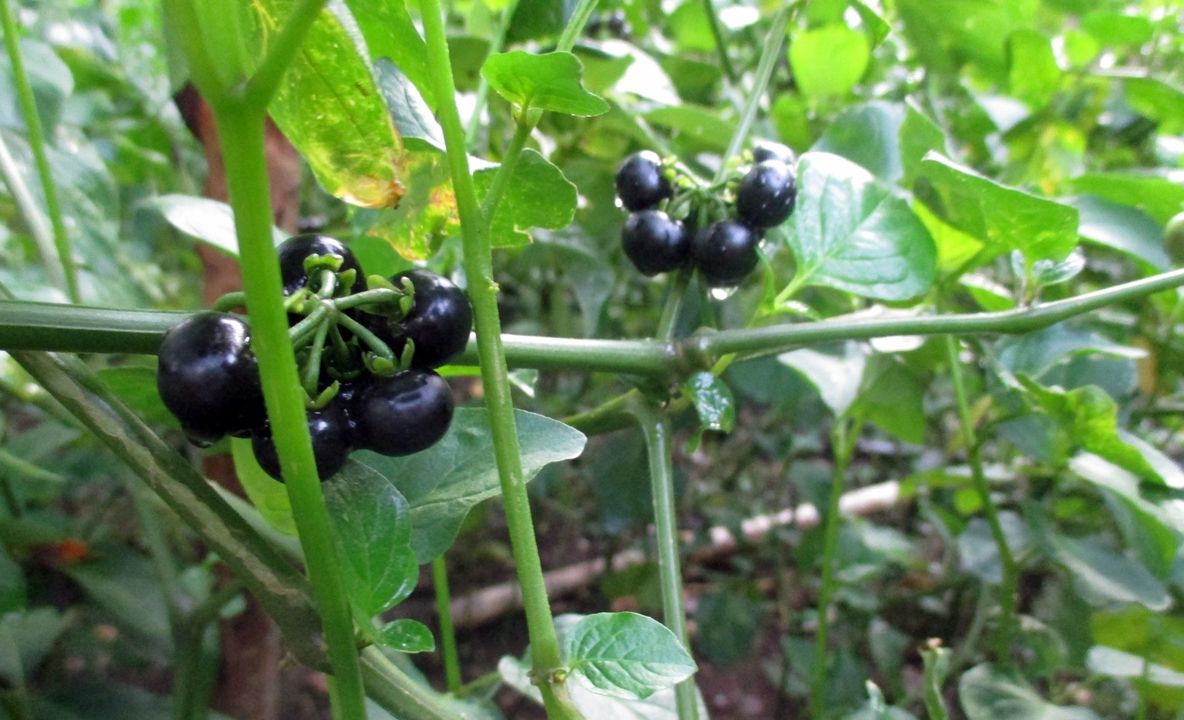 Două surori au mâncat fructe otrăvitoare de foame, la Constanţa. Una dintre ele a murit