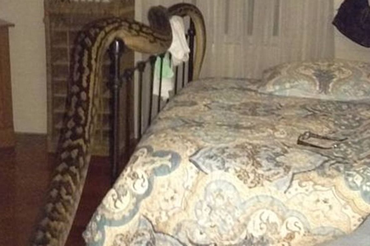 A crezut că e un coşmar, dar era realitate. O femeie s-a trezit cu un şarpe în pat. Ce a urmat e ŞOC