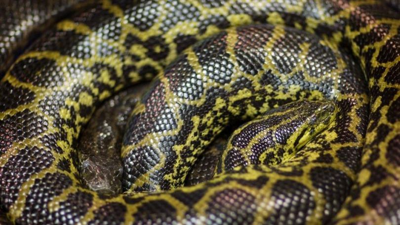 Descoperire șocantă în propria toaletă: un șarpe uriaș a sărit și..