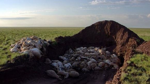 Sute de antilope, găsite moarte în Mongolia