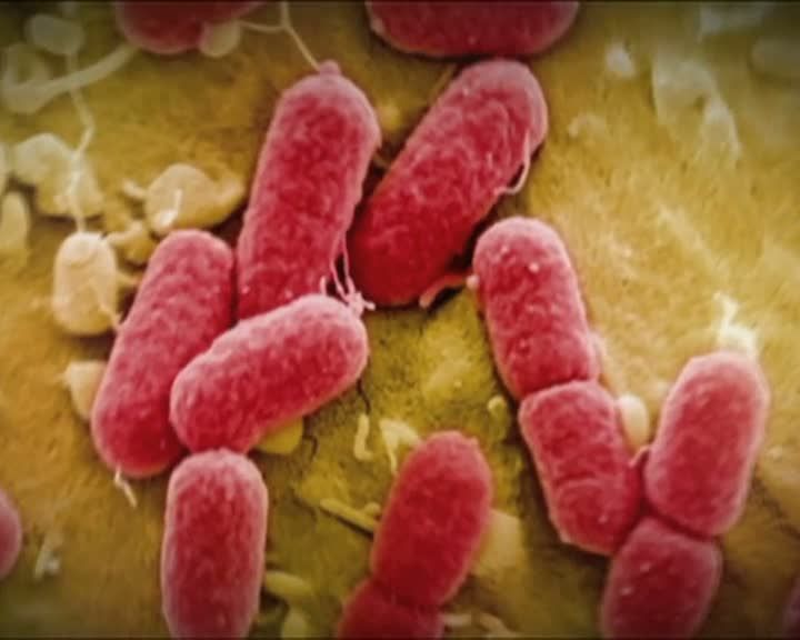 Descoperirea secolului! Un parazit vechi de milioane de ani poate ucide și acum oamenii