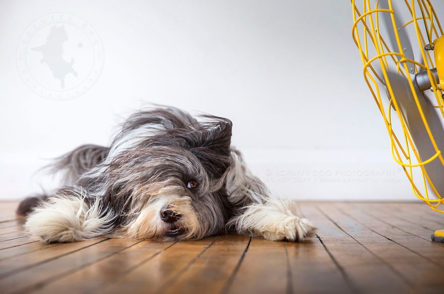 Câini versus ventilatoare. Nu te vei putea opri din râs după ce vei privi aceste imagini