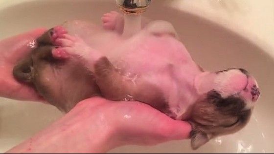 A găsit un pui de câine, l-a luat acasă, iar când i-a făcut baie ceva extraordinar s-a întâmplat