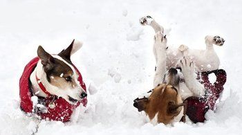 Incredibil! Povestea zăpezii cu gust de jambon i-a înnebunit pe câini 