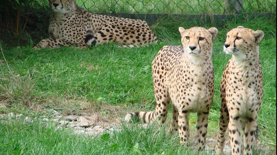 Interpol introduce un nou program pentru combaterea traficului de animale sălbatice 