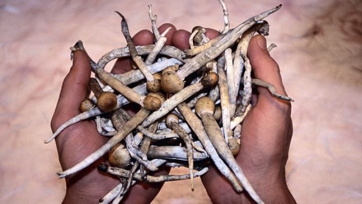 Nimeni nu a ştiut asta până acum! Cum schimbă ciupercile halucinogene creierul?