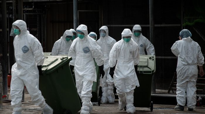 A fost confirmat primul caz de gripă aviară în Polonia 