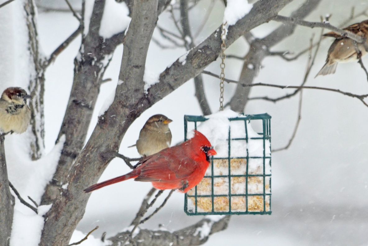 Superstiţii! Luna ianuarie arată cum va fi vara anului
