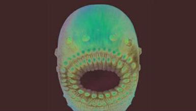 O echipă internațională de cercetători a descoperit probabil ''cel mai vechi strămoș al omului''