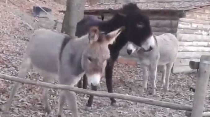 Viralul momentului! Un măgar pe nume Oreste, vedetă peste noapte pe internet