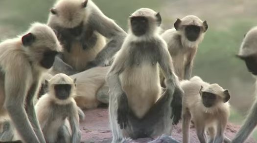 Incredibil de emoționant! Reacția unor maimuțe la "moartea" unui pui