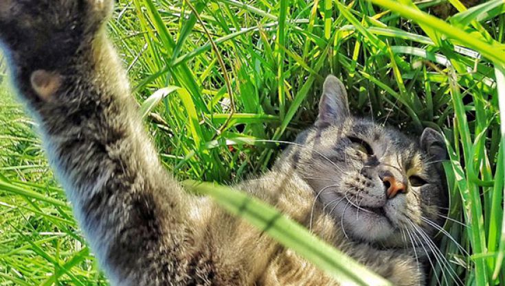 Cel mai bun SELFIE al anului? Sună bizar, dar o pisică a făcut fotografia